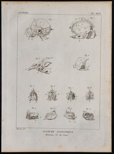 1825 détails des os - 1825,