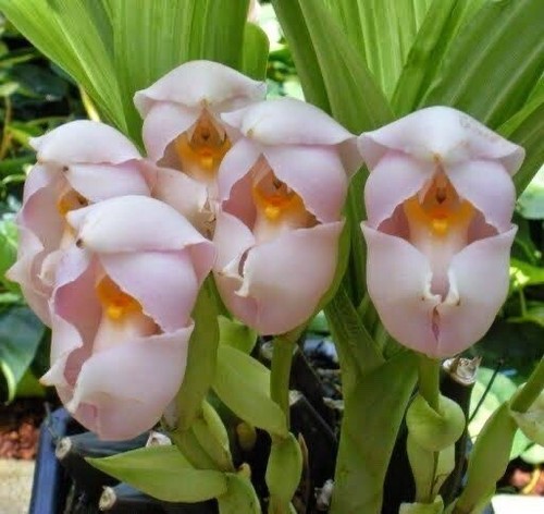 Anguloa uniflora species - anguloa,