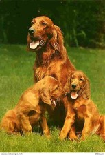 Animals - Dogs - Irish Setter - Puppies - CPM - See Duplex Scans