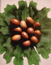 Noix de Karité fraiches : 5