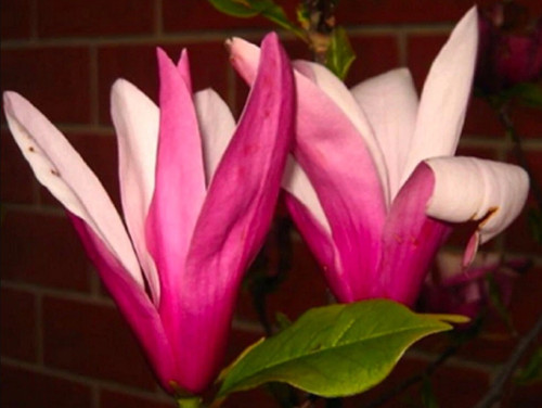 Graines magnolia soulange - 4,