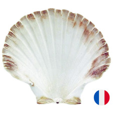 Coquille Saint Jacques