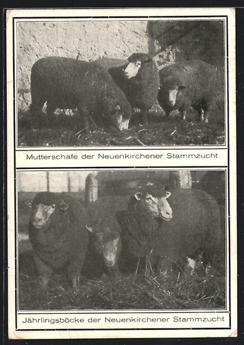 Neuenkirchen brebis mères - mères, et
