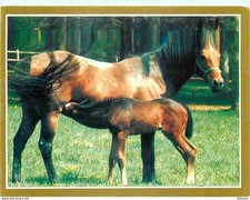 Animals - Horses - The passion of the horse - Photo Serge Farissier - Filly and s