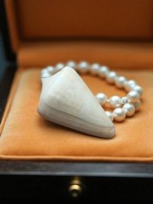 Vintage Antique Small Shell for Collection, Retro Used Marine Decor