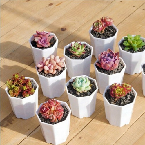 10pac pots fleurs plantes - 10pac,