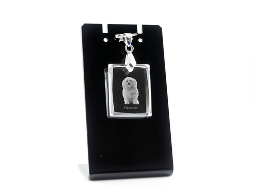 Bichon havanais collier - havanais,, en