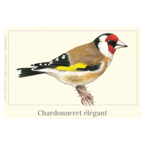 Chardonneret élégant - ,
