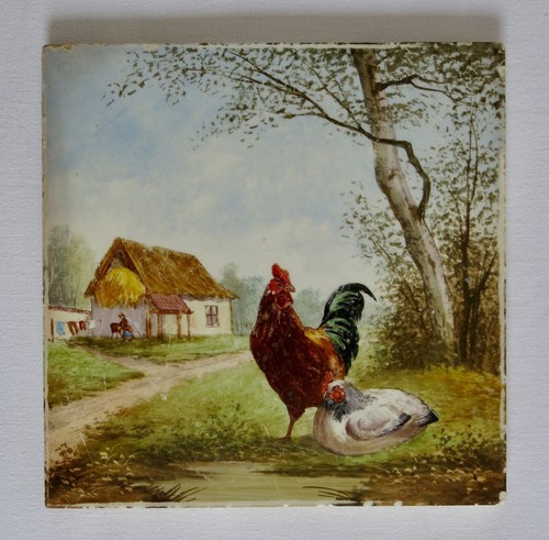 Coq poule beau carreau - beau,