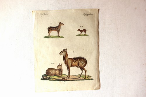 Gravure ancienne feuillet - gravure, ancienne,