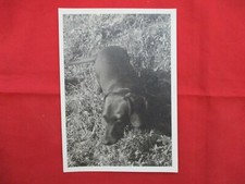 ANCIENNE PHOTOGRAPHIE CHIEN
