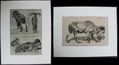 Mouflon planches originales - planches,