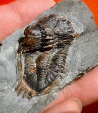 TRILOBITE DÉVONIEN DES