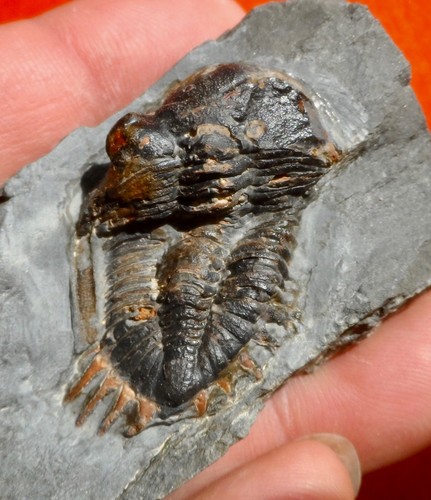 Trilobite dévonien des - trilobite,