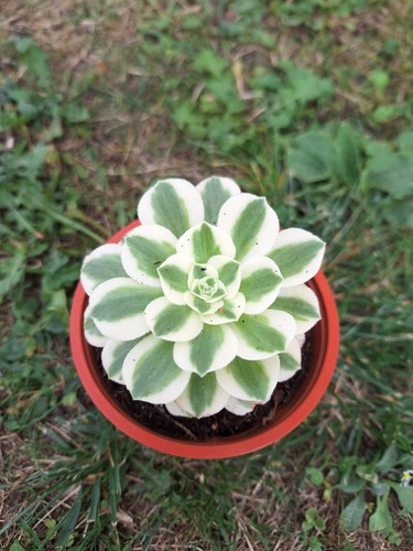 Aeonium maybach rare - ,,