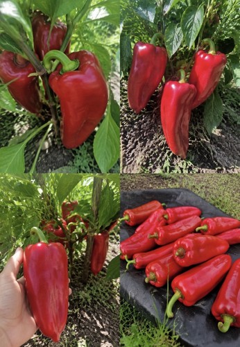 Graines piment kapia - 35,