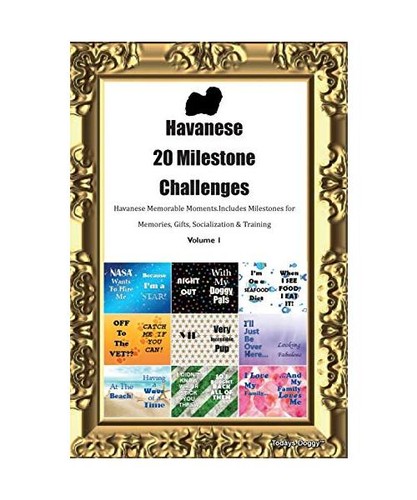Havanese bichon havanais 20 - havanais],
