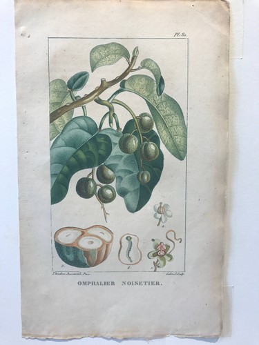 Flore des antilles omphalier - flore, antilles,