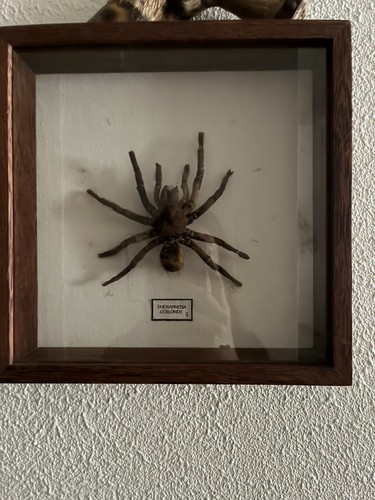 Araignée teraphosa leblondi
