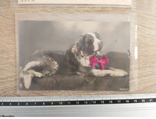 #FG61953 CHIEN SAINT BERNARD ETENDU YEUX EN VERRE ET NOEUD PAPILLON TISSE CART