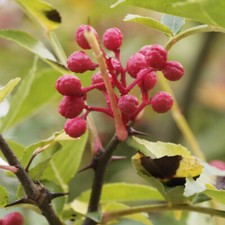 3 Boutures BIO Poivrier du