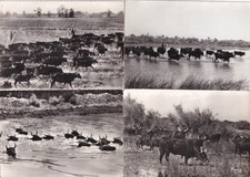 Lot de 4 cartes postales