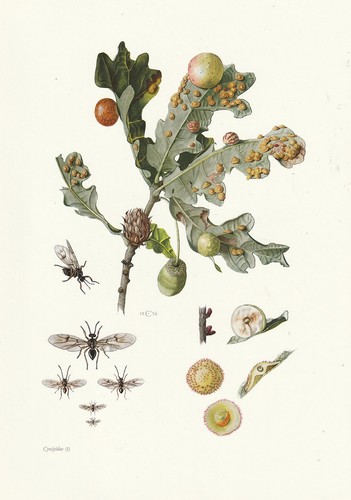 Planche histoire naturelle - histoire,