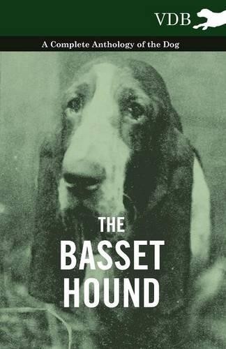Various the basset - hound, a