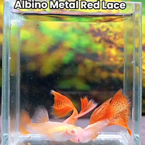 Paire poissons guppy - de,