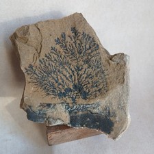 Dentrite,  Manganèse, Saône Et Loire 