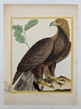 Gravure originale – rapace