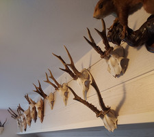 ? Deer Skull - Forest Wall Decor