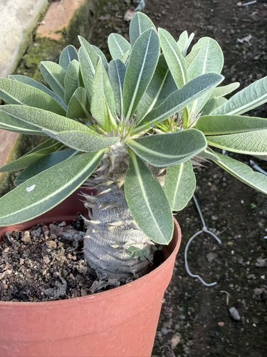 Pachypodium rosulatum subsp