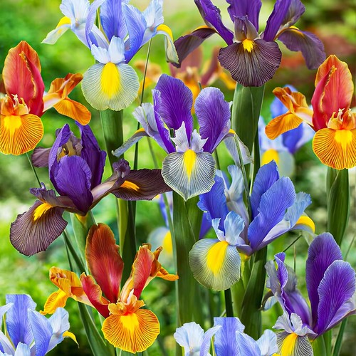 Iris bulbe hollandica tiger - hollandica,