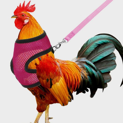 Gilet poule harnais pour - poule,