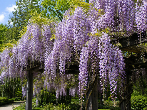 Wisteria floribunda 10 - wisteria,