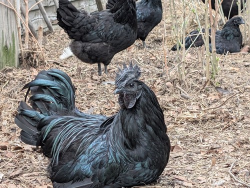 One dozen pure aryam cemani - 12,