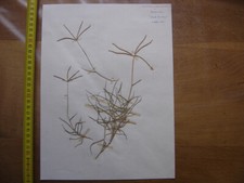 Annees 50 PLANCHE d'HERBIER du Gard Herbarium Planche Naturelle 43