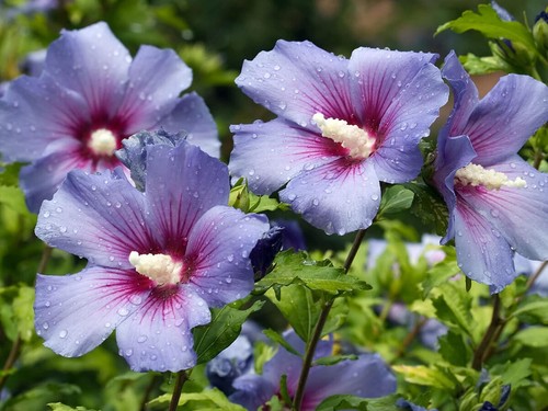 100 graines hibiscus - 100, d'hibiscus