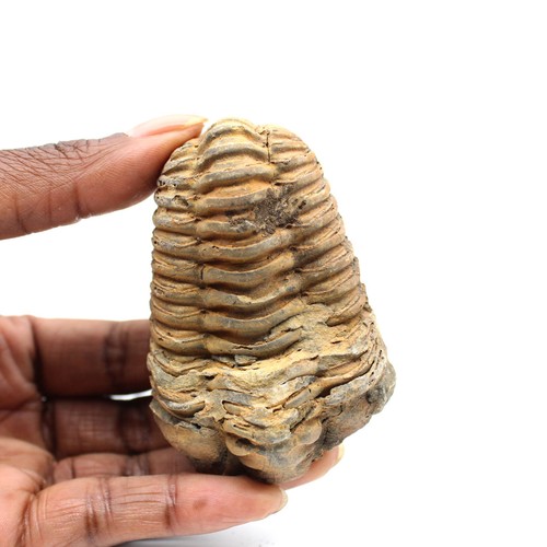 Trilobite fossile 100gr - , 75mm