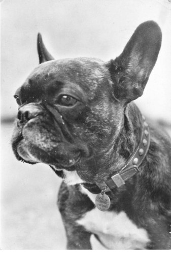 Dc528 french bulldog dog - french,