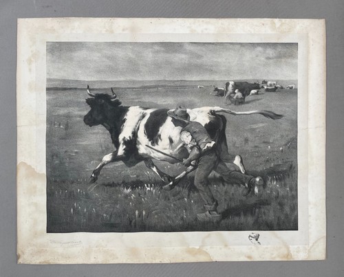 Vache échappée - vache,