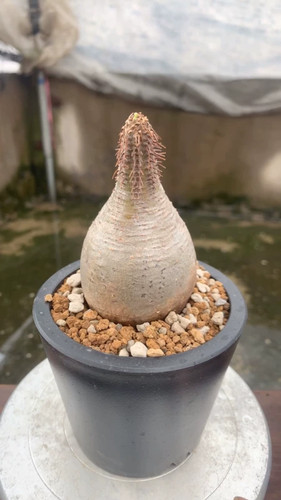 1pc round fat shape - 1pc, round‑fat