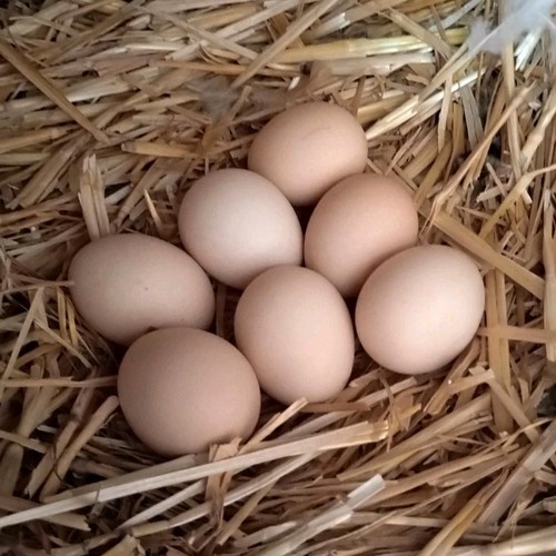 Brahma chicken fertilized - chicken,