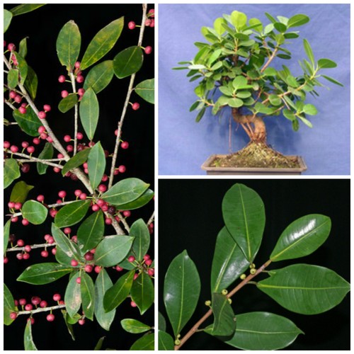 Graines ficus americana - graines, de