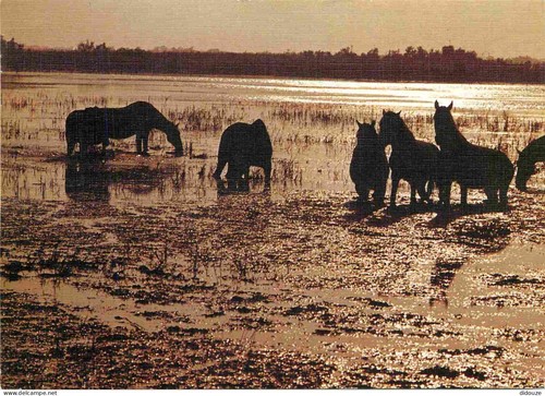 Carte postale animaux - carte,