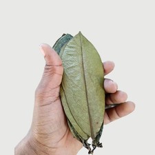 Feuilles de corossol d'anode séchées Graviola tisane feuille...