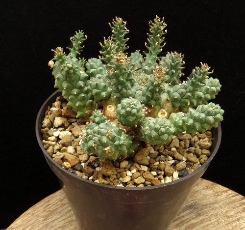Euphorbia atroviridis caudex - atroviridis,