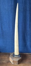 Rostre d’espadon 73cm sur