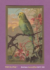 CHROMO ANIMAUX : LA PERRUCHE